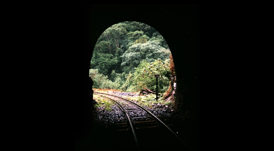 Plantas Medicinais e Aromáticas